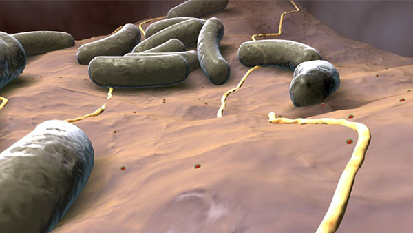 La bacteria Bacillus anthracis