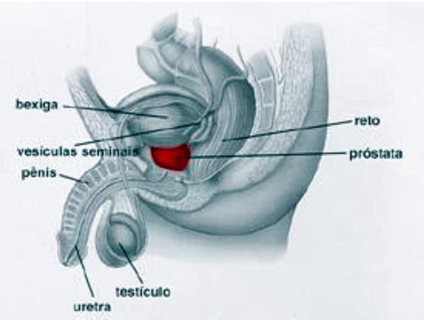 Patologia testicular y escrotal (primera parte)