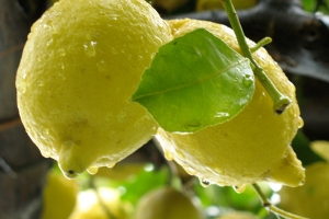 Limon - Beneficios