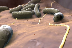 La bacteria Bacillus anthracis