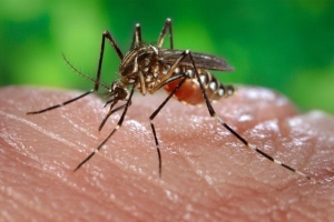 Moaquito Aedes aegypti 