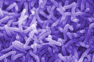 Bacteria del colera