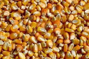 El maíz