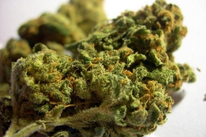 Consumo de marihuana incrementaria enfermedades sicóticas