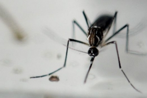 Mosquito transmisor del Zika