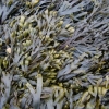 Algas marinas