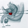 Patologia testicular y escrotal (primera parte)