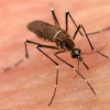 Enfermedades transmitidas por los mosquitos
