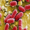 Epidemia E. coli en Alemania y Europa