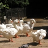 Reaparce la gripe aviar