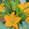 Propiedades beneficiosas de la flor de calabaza