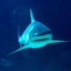 Tiburón