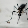 Mosquito transmisor del Zika
